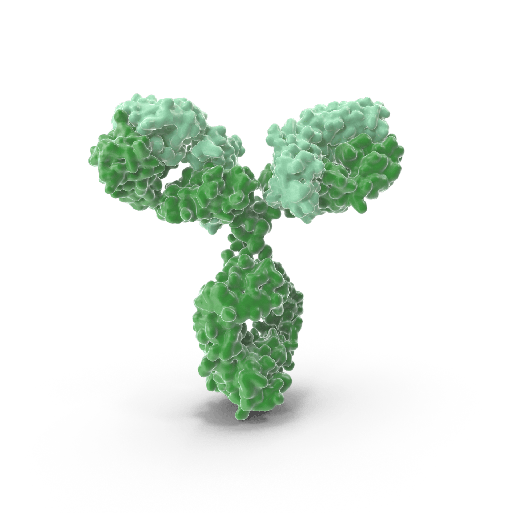 Anti-IL25 Rabbit Polyclonal Antibody - 100 μL