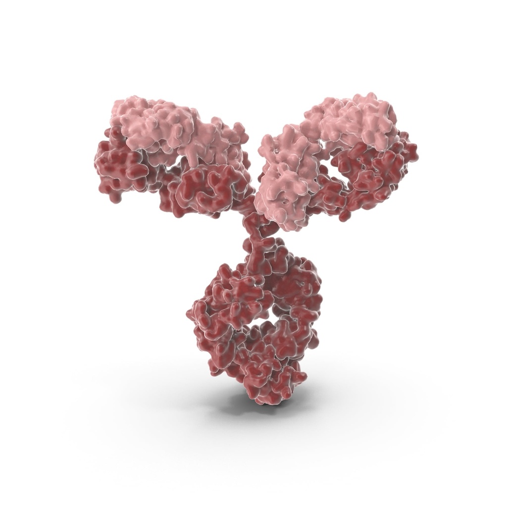 AADAC Antibody  FITC conjugated   