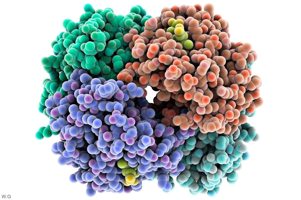 Human WDR33 (WD Repeat-Containing Protein 33) ELISA Kit - 48 Tests