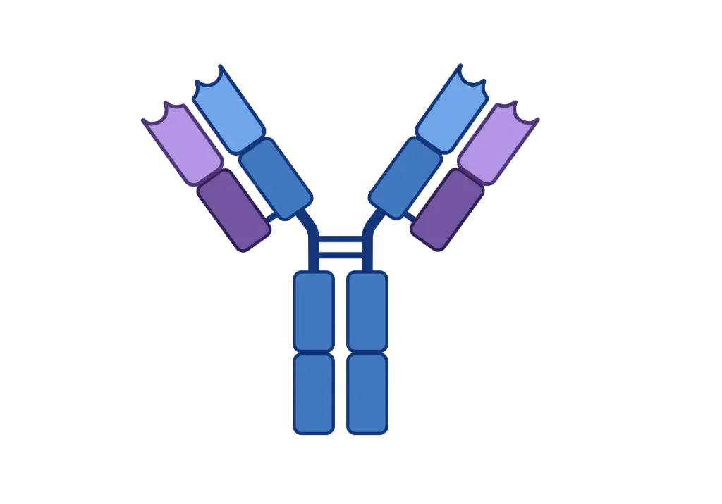 [CSB-0838] AHSG Antibody  Biotin conjugated   